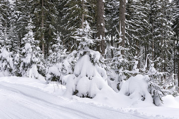 Winter landscape with snow covered trees. Winter magic bizarre figures from the snow. Winter background. New Year card