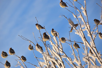 Bohemian waxwing birds at winter time