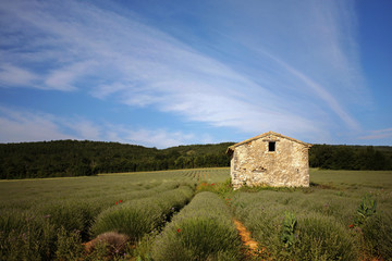 Fototapeta na wymiar In der Provence