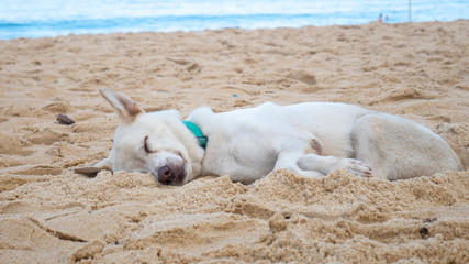 The white dog sleep.
