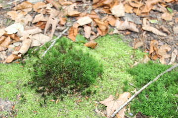 Moss between foliage