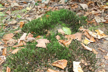 Moss between foliage