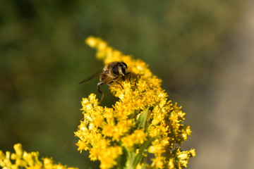 Fototapeta mała pszczółka na zółtym kwiecie obraz