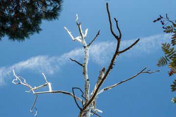 View of the narrow branches of a birch tree.