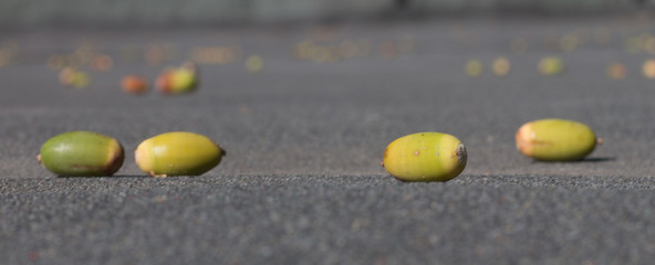 View of acorns which have fallen onto a roof with tar paper.