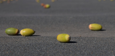 View of acorns which have fallen onto a roof with tar paper.