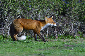 Rotfuchs bei der Jagd