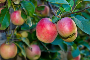 Detail red apples on the tree in the autumn