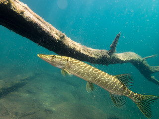 Pike and snag underwater