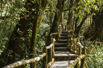 Wooden bridge in Mossy Highlands Tropical Rain Forest in Thailand Mountains. Doi Inthanon National Park.