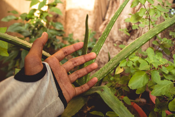 Hand besides aloe vera plant