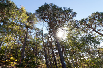 The sun shines on an autumn forest.