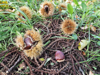 Chestnut fruits fall on the ground in their protective spiny shells. Close up.