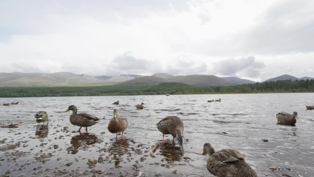 ducks at a scotish lake