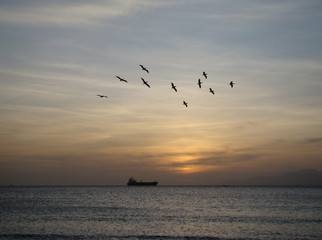 Buque y pajaros