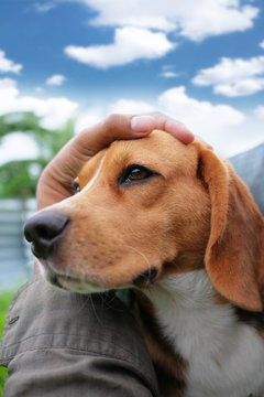 The owner's hand hold the beagle dog's head.