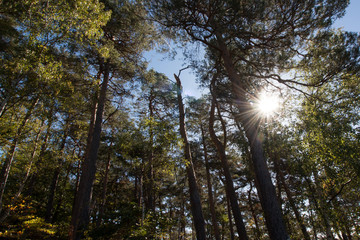 The sun shines on an autumn forest.