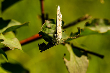 Silbergrüner Bläuling