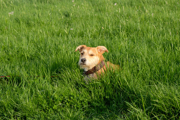 brown dog lays in high grass