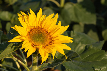 Einzelne Sonnenblume mit Insekt vor grünem Hintergrund (Blätter)