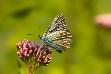 Silbergrüner Bläuling