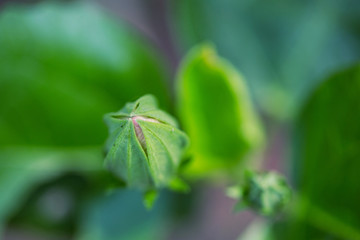 Obraz premium Tropical Flower Bud