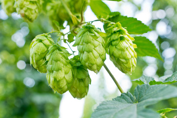 Detail of hop cones in the hop field before harvest