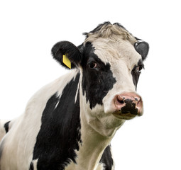 cow isolated on white