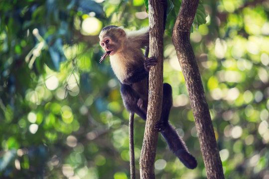 Capuchin Monkey Eating Insect