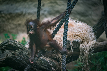 Orang Utan © Ben.Photoholic