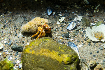 A hermit crab on the sea bottm