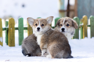 Welsh corgi pembroke puppy walks outdoor at winter © svetlanistaya