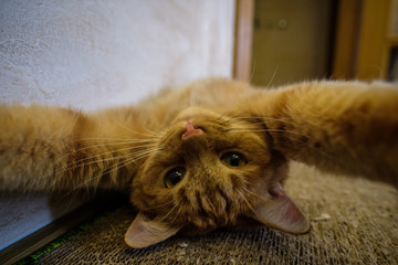 The red cat lies on its back next to the wall and pulls the paws to the lens