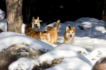 Adorable welsh corgi pembrokes walks outdoor at winter