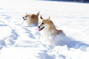 Adorable welsh corgi pembrokes walks outdoor at winter