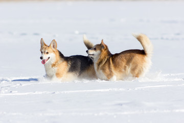 Adorable welsh corgi pembrokes walks outdoor at winter