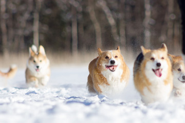 Adorable welsh corgi pembrokes walks outdoor at winter