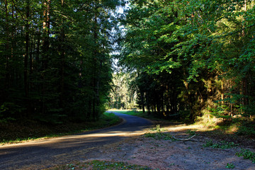 desert road in the forest