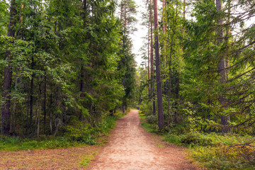Fototapeta na wymiar Forest walking road in Viru raba in the Lahemaa National Park in Estonia.