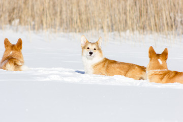 Adorable welsh corgi pembrokes walks outdoor at winter