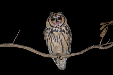 Striped Owl - coruja-orelhuda (Asio clamator)