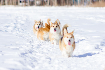 Adorable welsh corgi pembrokes walks outdoor at winter