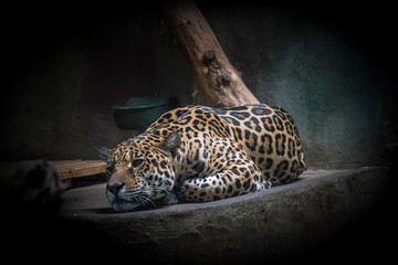 Leopard
