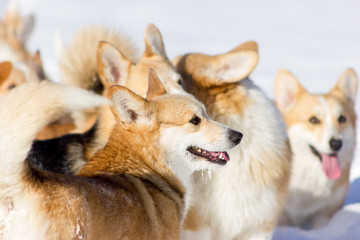 Adorable welsh corgi pembrokes walks outdoor at winter