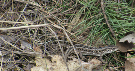 brown lizard in forest