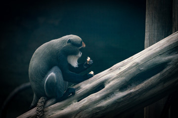 Monkey © Ben.Photoholic