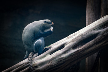 Monkey © Ben.Photoholic