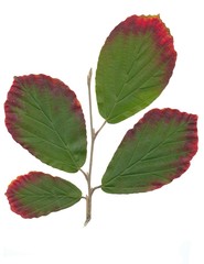 multicolor leaves of Hamamelis intermedia bush