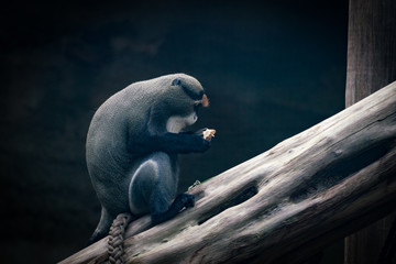 Monkey © Ben.Photoholic