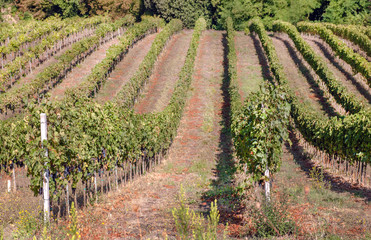 Lines of grapevine at valley of Tuscany with ripe wine grapes. Soil and grapes in Italy during...